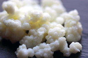 Milk Kefir Grains