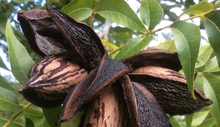 Load image into Gallery viewer, Pecans - Raw, Organic, Bulk