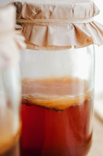 Load image into Gallery viewer, Kombucha Scoby