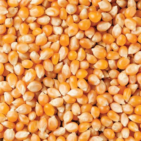 Popcorn Kernels - Organic, Bulk